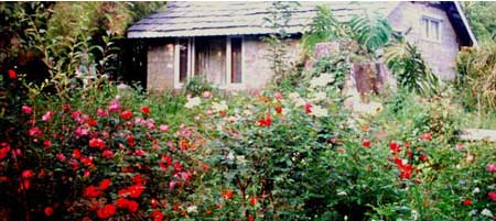 Roses in the Fore Ground of the Garden Cottage