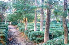 A walkthrough of a Tea Gardens