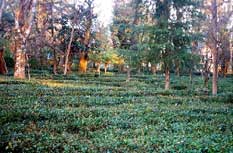 Tea Garden View from Cottages