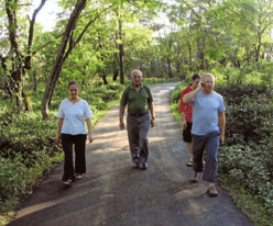 A walk through the Tea Garden